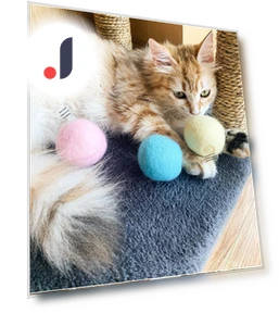 Интерактивный мяч для кошек — Игрушки для питомцев, Yiran Furniture