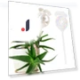 Glass Flower Watering Bulbs — Tree Care, HOMEKA