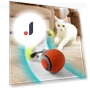 Interactive Pet Toy Ball — Cat Playthings, xly1818