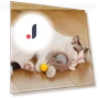 Interactive Cat Toy Ball — Cat Playthings, Pet park