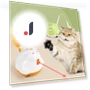 Automatic Feather Cat Toy — Cat Playthings, Pet family bucket