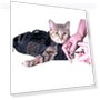 Pet Bath Kit — Bath Accessories