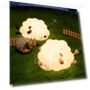 LED Night Light with Cute Sheep — Night Lights, Aloisia