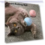 Interactive Cat Toy Ball — Cat Playthings, Pets Home