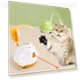 Automatic Feather Cat Toy — Cat Playthings, Pet family bucket