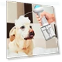 Automatic Pet Foam Maker — Feeding Supplies, Yiran Furniture