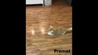 funny cats laser toy interactive usb rechargeable led light