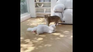 Умная игрушка для кошек, Электрический вращающийся мяч