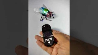Remote Control Simulation Housefly
