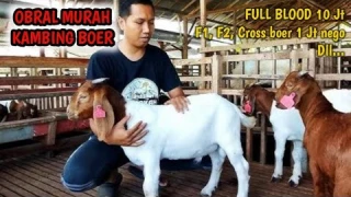 OBRAL KAMBING BOER MURAH‼️MULAI dari 1 Juta nego
