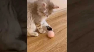 Интерактивная игрушка для животных (мяч со звуками природы)