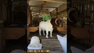 Kambing boer Mumtaz besar dan kekar