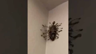 What is this bug