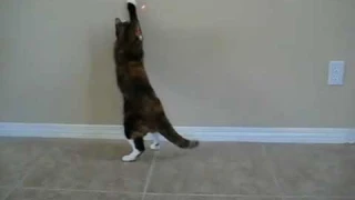 "FroliCat Bolt"  интерактивная лазерная игрушка для кошек