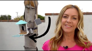 Birdfy Smart Bird Feeder Camera Review