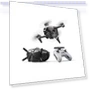 FPV Drone Combo with Remote Controller and Goggles (Renewed) — Drones, DJI