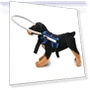 Anti-Collision Ring for Dogs — Sunglasses