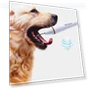 Ultrasonic Cleaning Machine for Pet Dogs — Ultrasonic Cleaners