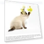 Funny Cat Toy — Cat Playthings