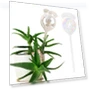 Glass Flower Watering Bulbs — Tree Care, HOMEKA
