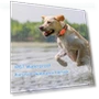 GPS Pet Tracker Collar — Trackers, zhenmiaoxiang