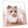 Smart Interactive Pet Toy Ball — Cat Playthings, Popularity-home