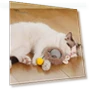 Interactive Cat Toy Ball — Cat Playthings, Pet park
