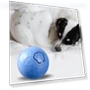 Interactive Cat Toy Ball — Cat Playthings, Pet park