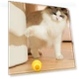 Intelligent Rolling Ball Motorized Toy for Cats — Cat Playthings