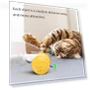 Automatic Cat Toy — Cat Playthings, Pet Zooo