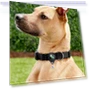Classic Protective Pet Case for AirTag — Trackers, Cuperay