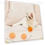 Interactive Smart Toy for Cats — Cat Playthings, Refreshing Home