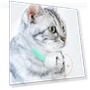 Smart teasing collar for cats — Cat Playthings, Salted Chicken