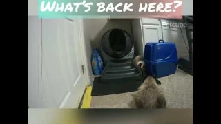 Litter Robot 3 Ragdoll Review