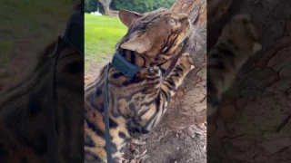Tractive best GPS tracker 🐈‍⬛ #cats #catlover #gps #animallover #kitten #cat #tracker #bengalcat