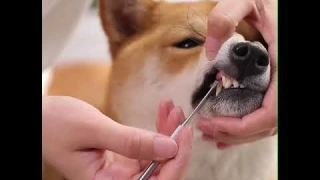 Pets Teeth Cleaning Tool Kit