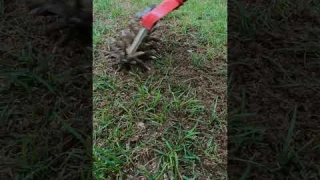 Get The Fastest Grass Seed Germination #grass #lawn #seeds #fall #renovation #lawncare