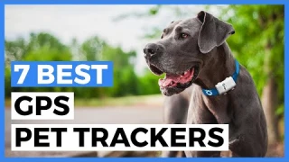 Best Gps Pet Trackers in 2025 - How to Choose a Tracker to Keep an Eye on your Pet?