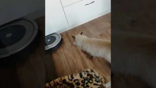Ragdoll vs Roomba 886