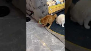 Electric Smart Amusing Collar for Kitten - Buy Now