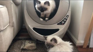 FIRST TIME USING LITTER ROBOT 3 CONNECT FOR OUR RAGDOLL CATS