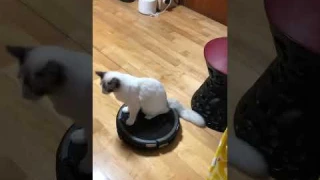 Ragdoll cat vacuum ride deja vu
