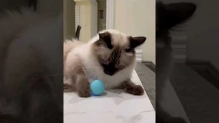 Automatic moving ball Cute Cat toy