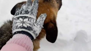 Человеку нужна собака🐶