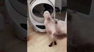 Ragdoll cats and their new Litter-Robot