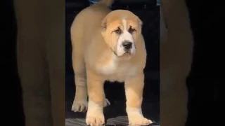 Вы когда-нибудь видели щенка алабая#рекомендации #dog #собака #алабай #сао #щенок #alabai #cao #pup