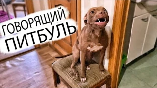СОБАКА ПРОСИТСЯ ГУЛЯТЬ