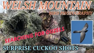 WELSH MOUNTAIN ADVENTURE - SEARCHING FOR RING OUZEL - CUCKOO HAVE ARRIVED!!