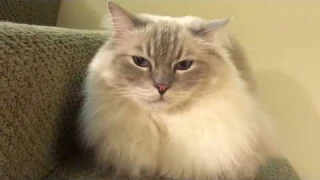 Automatic Litter Box: Ragdoll Cat Chiggy and the Litter-Robot Open Air Quick Review - Floppycats