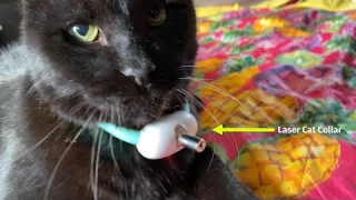 2-Mode Laser Toy Cat Collar Tested 🐈 Gadgetify